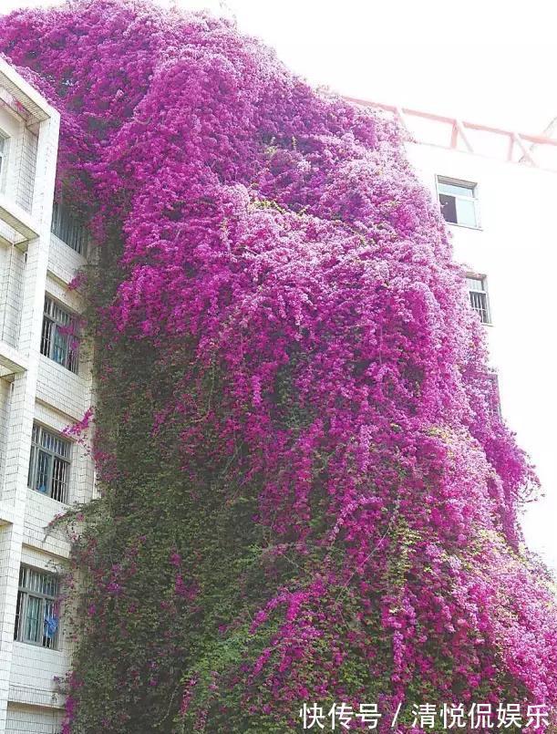 三角梅|家里有小院,种上爬藤花,爬上墙爬上窗,美到极致,天上人间