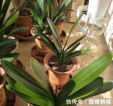 君子兰是多晒好,还是少晒好很多人弄反了,难怪黄叶不开花