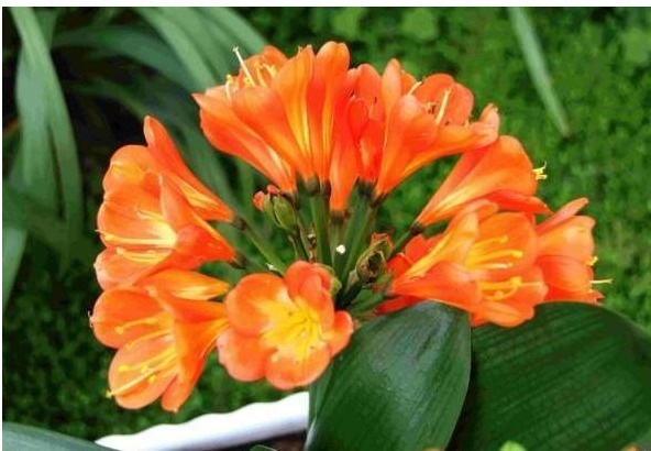 家里都能找到的以下5样东西，拿来养花叶绿花艳还防虫，一招搞定