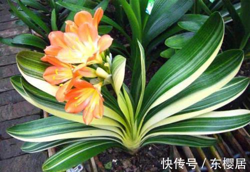 叶片|7种健康花，建议至少养一盆，格调高净化能力强，很实用