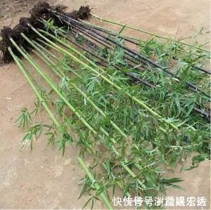 羌活|它不仅是治狂犬病的佳药,还可治骨节痛!知道的人不多