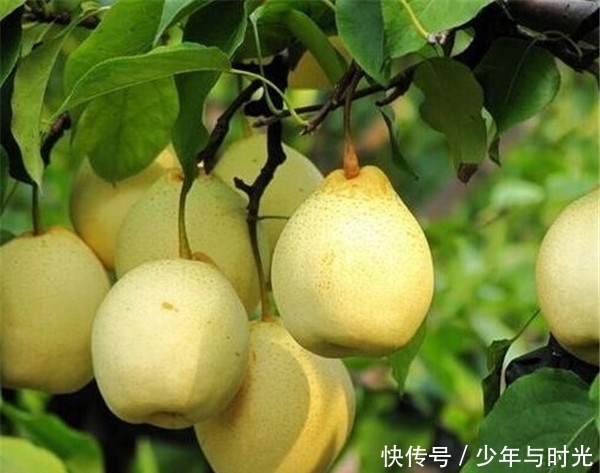 女人|女人湿气重,拥有“水桶腰”?梨和此物一起炖,轻松排湿又甩肉!