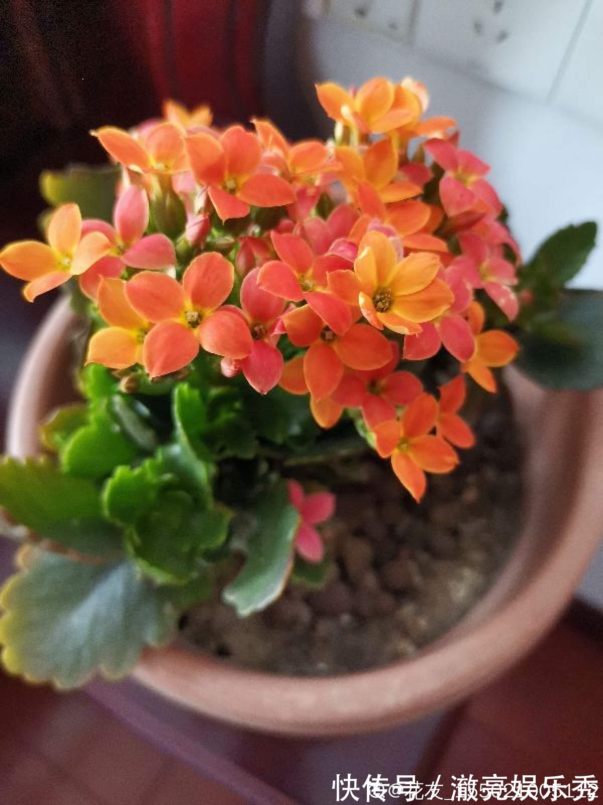 新芽|3种花马上要“醒了”,抓住时机养护,秋天呼呼冒新芽