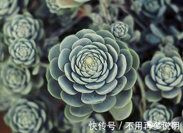 多肉就养这7种，散养不用管也能呼呼长，想养死都难！