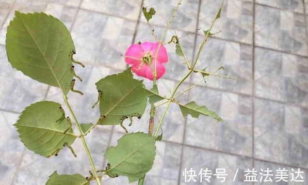 养花前一个小妙招，十年不生虫，叶子油亮翠绿，花朵蹭蹭冒