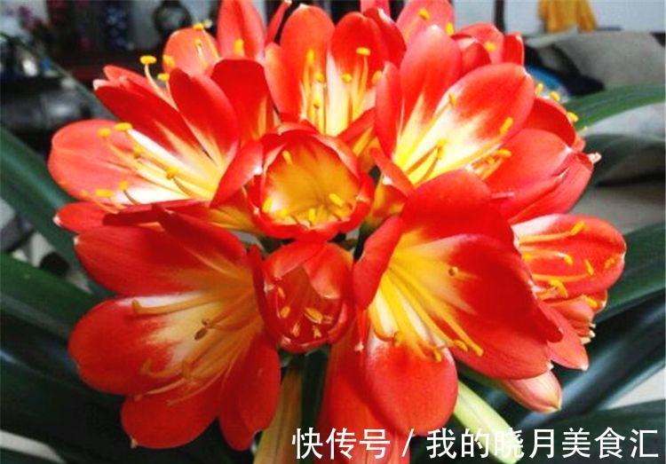 天冷就养“6种花”,越冷越爱开花,吉祥“喜庆”又高档