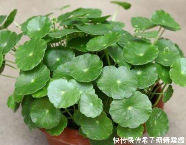 4种花自带财运，家里养一盆，招财纳福好运来，给点水就疯长！