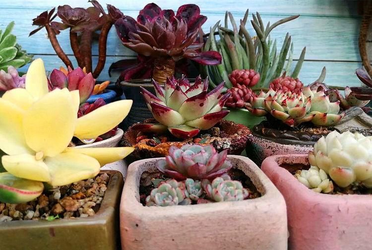 多肉|养多肉的最好境界，不是用价格衡量好坏，它解你寂寞，你陪它变美