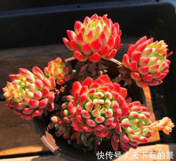 植株|秋天养多肉，5个要点要谨记，不然肉肉黄叶黑腐剩个空盆