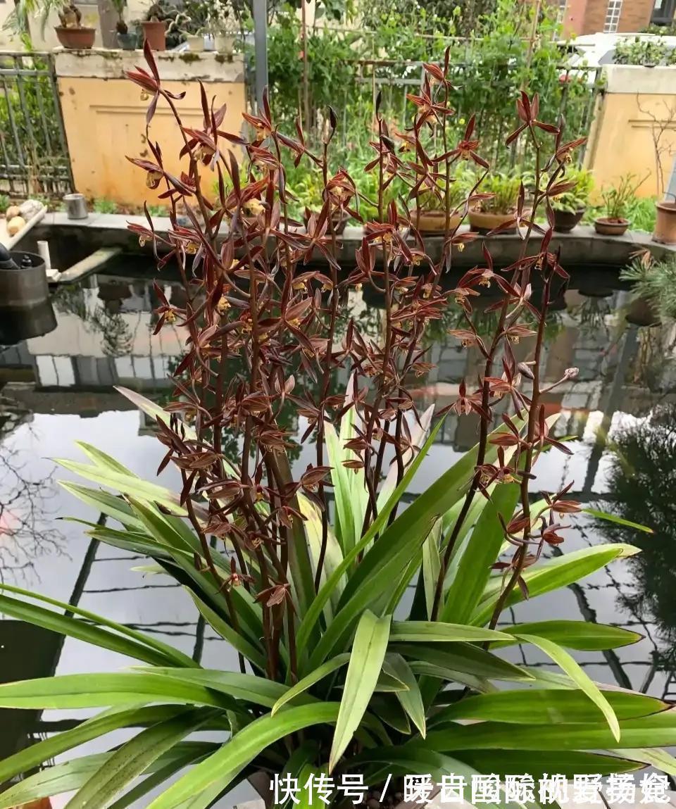 养护|6种“香水花”冬天不怕冷,越冷越香艳,雍容贵气,进屋染香气