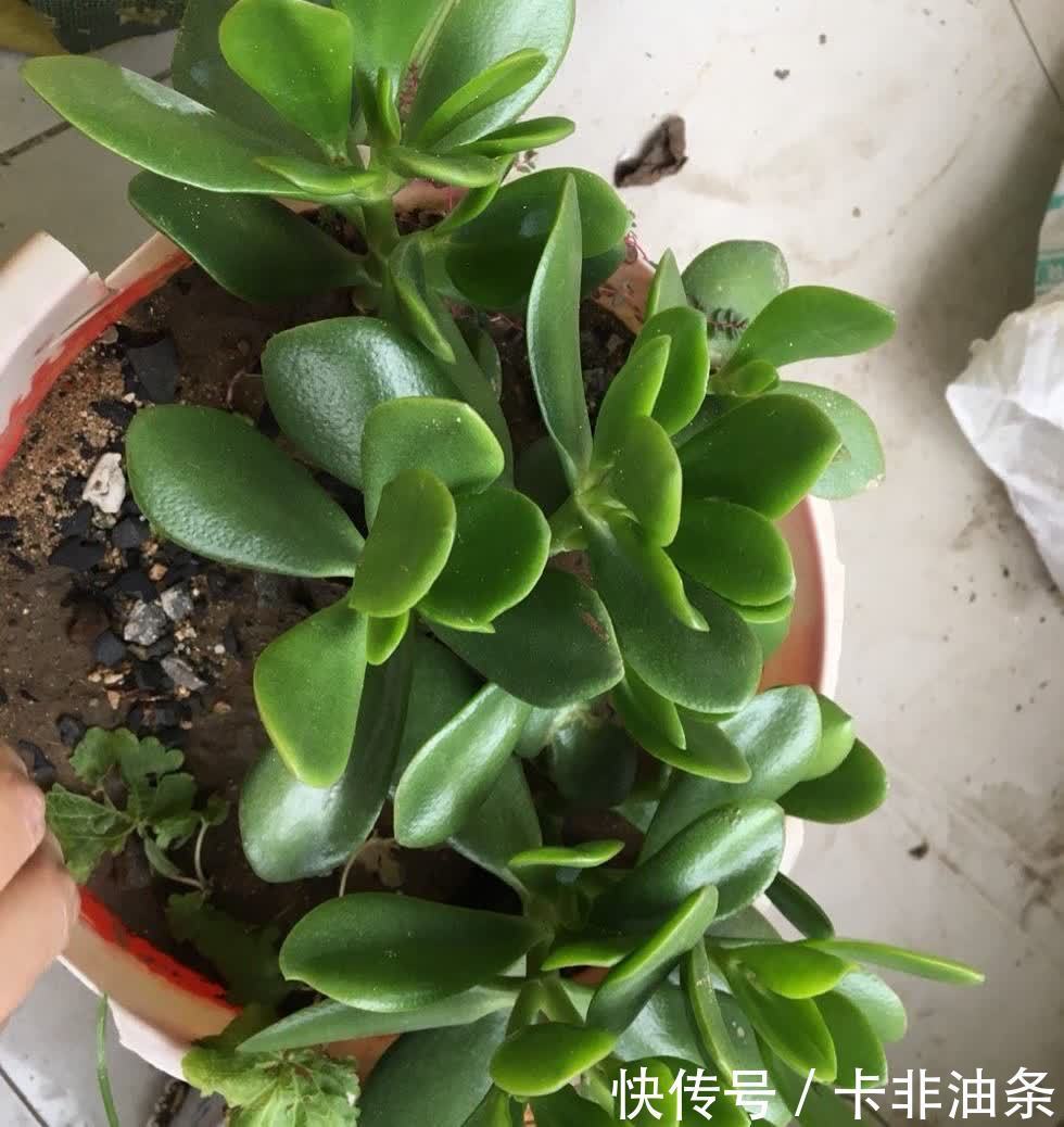 老桩|夏季养玉树,3步要做好,枝子粗叶子绿,越长越好看