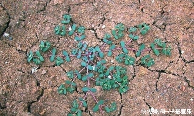 极品|这东西,人称“血见愁”,属极品中药,却被当成害草除掉,可惜了