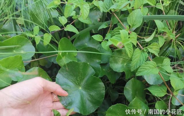 养铜钱|铜钱草不用买,去河边扯一点,浇点水就能活,两月长满盆