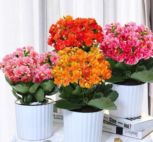 浇水|适合小盆养的“4种花”，小盆更精神，爱开花