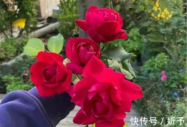 菊花|6种国人不当回事的花,在国外如此受青睐,你家有吗