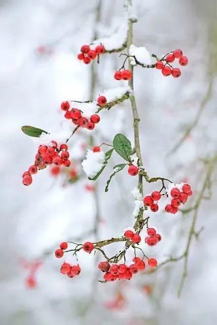 初心|小雪：岁月从容，初心若雪