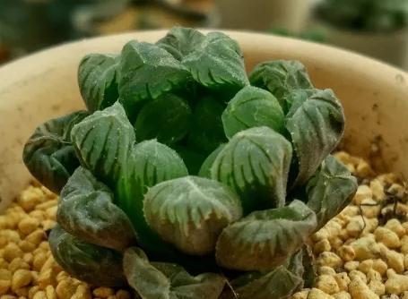 多肉什么时候该浇水