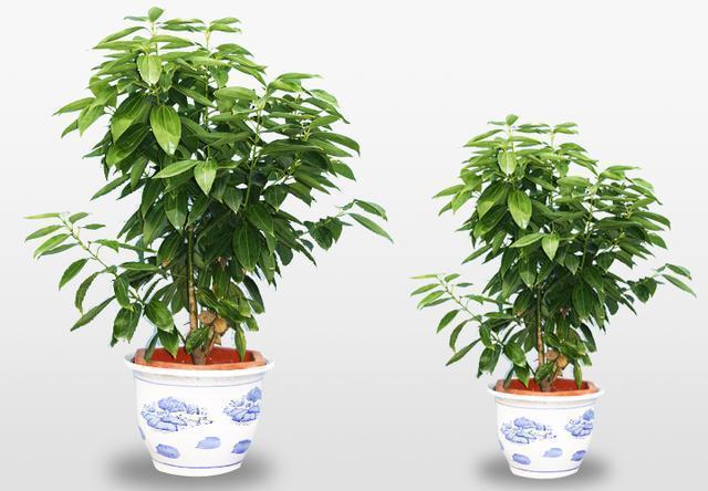 平安树|家里放什么植物最好其实有这5种就足够了！你家放了吗