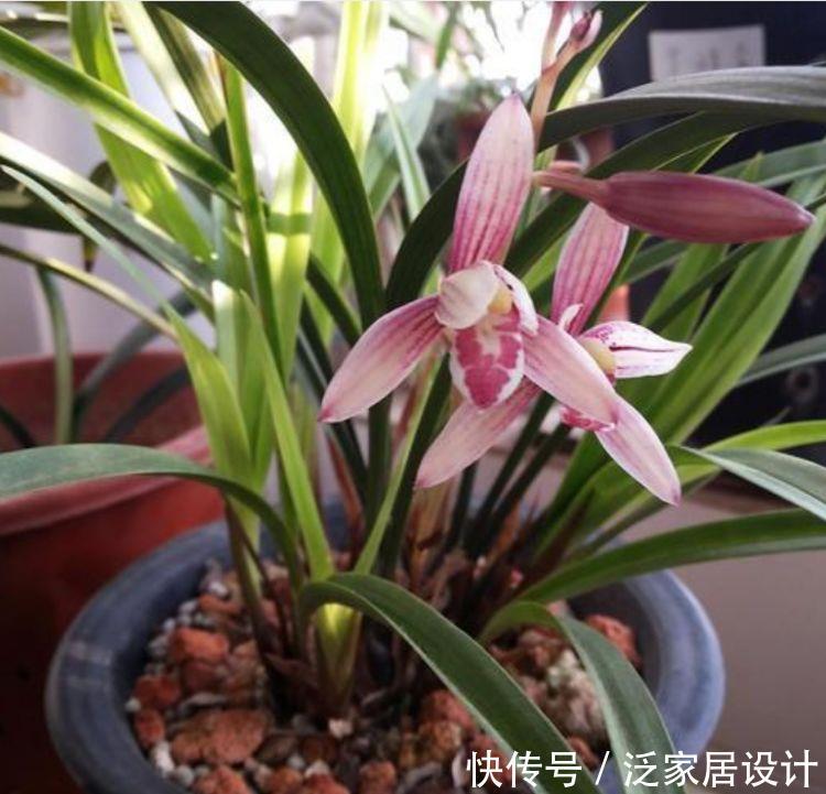 4种花好养易爆盆,四季繁花似锦,姿色艳丽,养在家里超美的