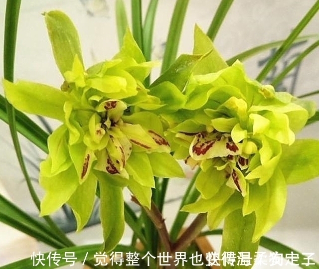 花色|喜欢兰花的,这个品种要入一盆,香气浓烈醇正,被誉为香花之王