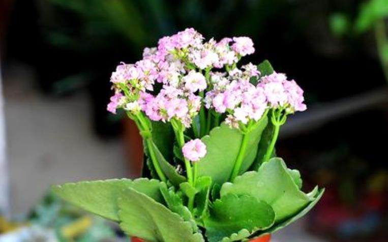 光照|长寿花想继续开花,3件事情不能做,否则只长叶,很难再次开花!