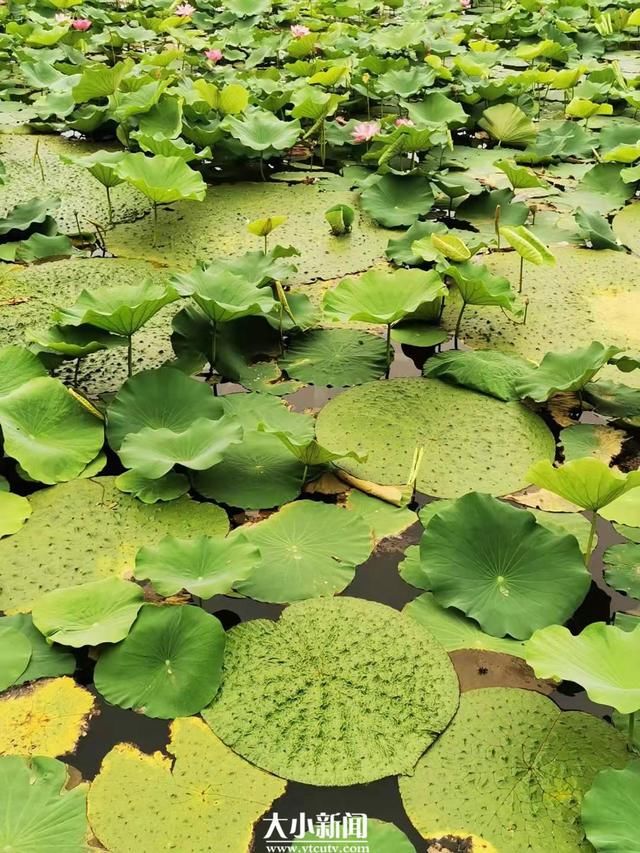 肾形|探花记｜荷塘里生出一株“芡”