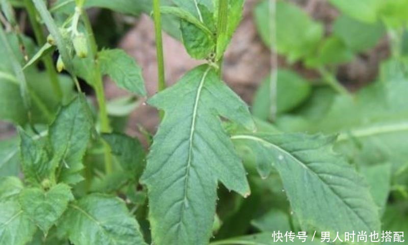  最茂盛|清明过后，这6种野菜不吃太可惜，营养丰富，多吃能增强抵抗力！