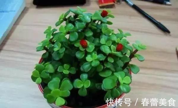 家人|最适合家人养的四种花,健康长寿又养心!