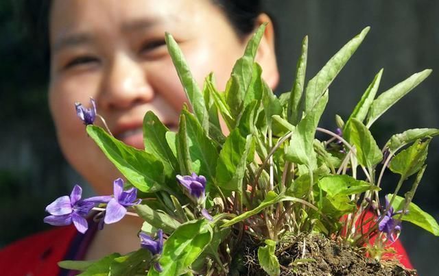 堇菜|人称“地黄瓜”,用来包饺子是极品,营养很高,春季错过太可惜