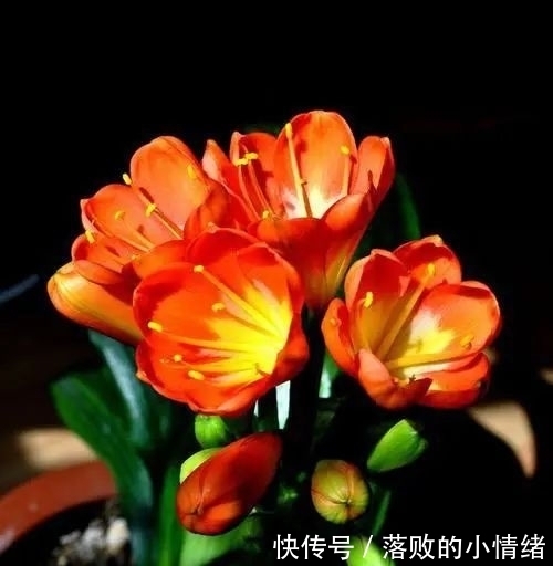 阳台上|“0至30度”的温度变化,会给君子兰带来不一样的生长体验!