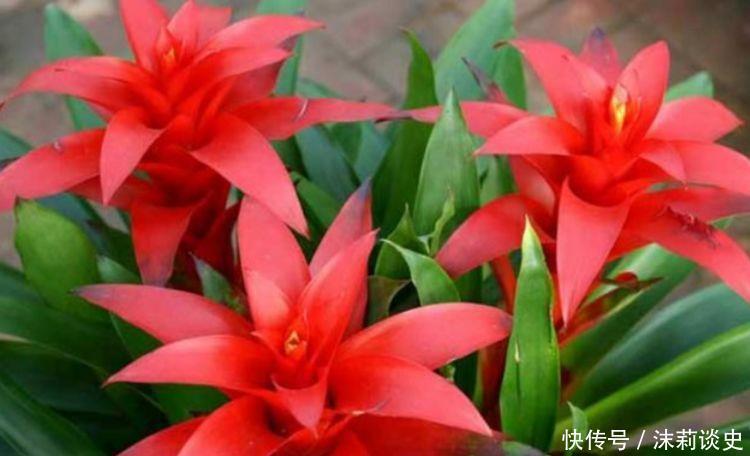 4种花沾土就活,开花又大又艳,比牡丹美,比绿萝好养