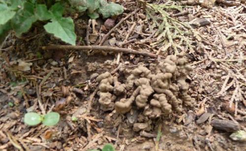 三月出门逛一逛,看到这些“垃圾”,捡回家都是养花“宝贝”