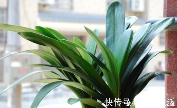 君子兰歪七扭八太难看?平常只需做2步,让它叶片整齐“一条线”