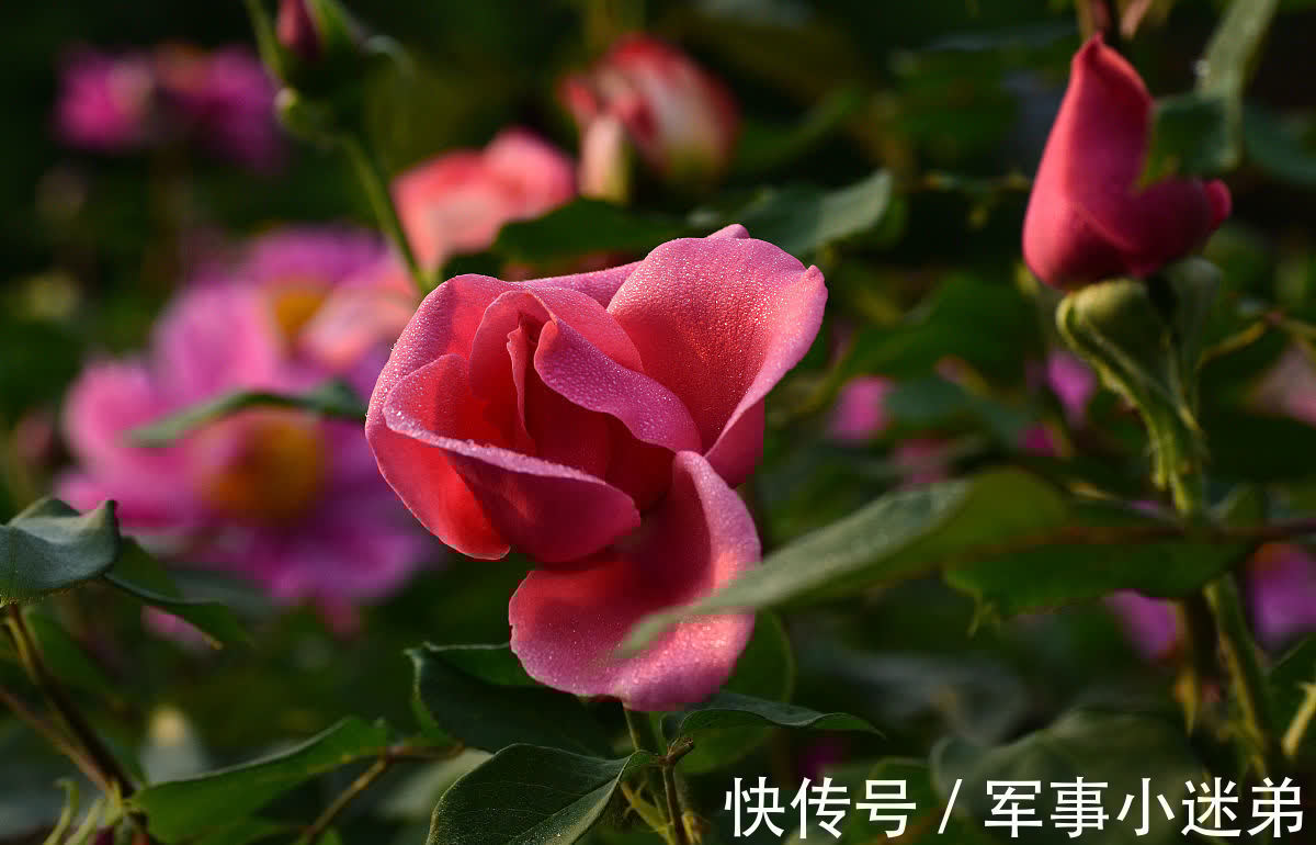 10月养1种花，冬季零下15度也不怕，来年花期长达春夏秋3个季节