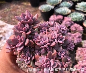 10款紫色系多肉,高贵梦幻,养一盆“紫气东来”,总有你喜欢的!