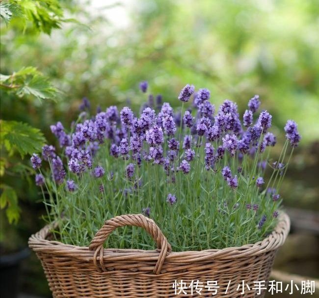 9种“健康花”,能吃能泡茶,客厅养一盆,清洁空气,吉利大气