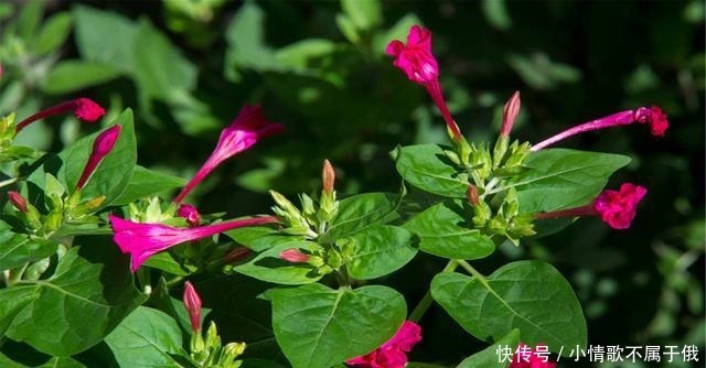 您家的院子，种了以下4种花卉吗我们一起来看看！