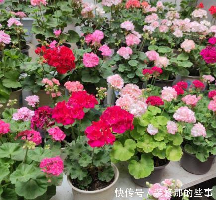 玛格丽特|8种漂亮花,夏天“少浇水”,浇一盆烂一盆,后悔也晚了