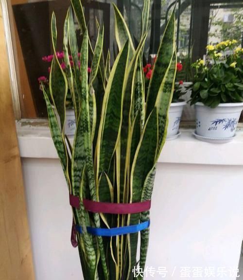 绿油油|电视旁边放啥花卉好?此“3种”植物都爱养,一年四季绿油油