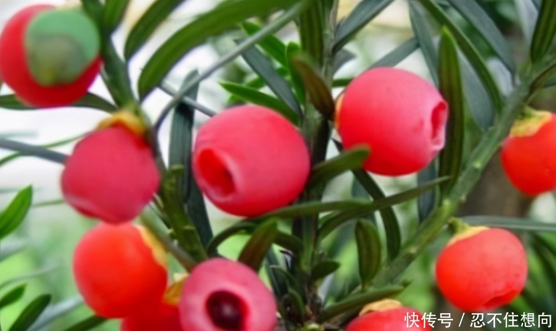 想长寿要先会吃,3种食物离不开,营养丰富,有