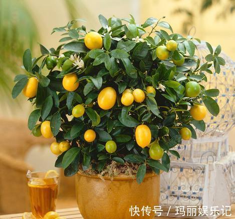 绿植|室内养殖花草,该注意哪些?挑选什么品种合适?