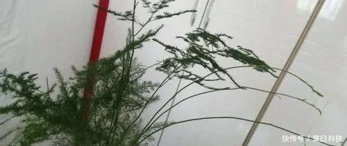 就可以|不会养文竹就用这两个笨办法,养的叶子绿油油