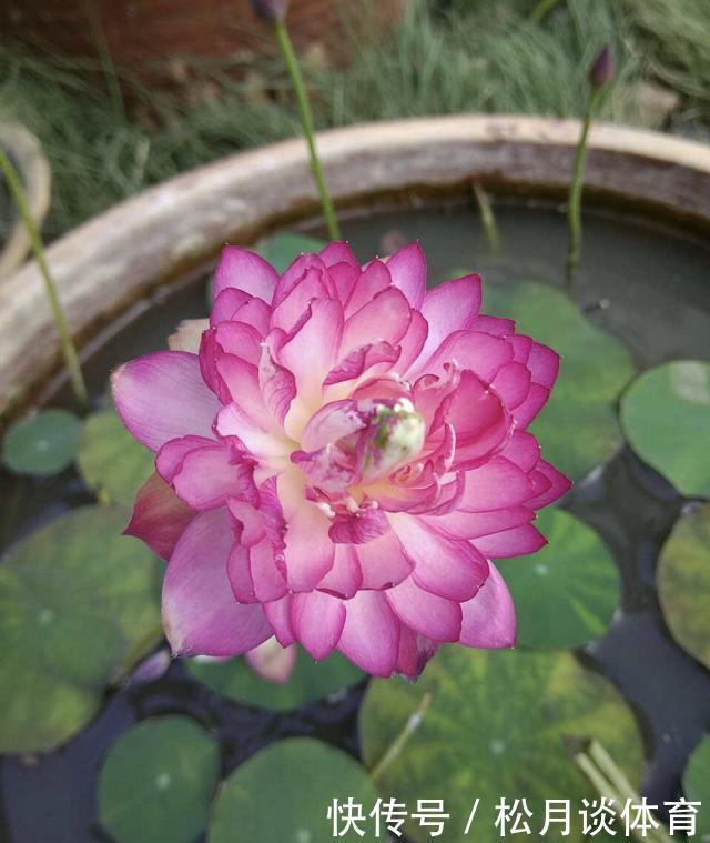 老太太买花“被骗”,碗莲变“菜莲”,因祸得福,3年挖出一缸藕