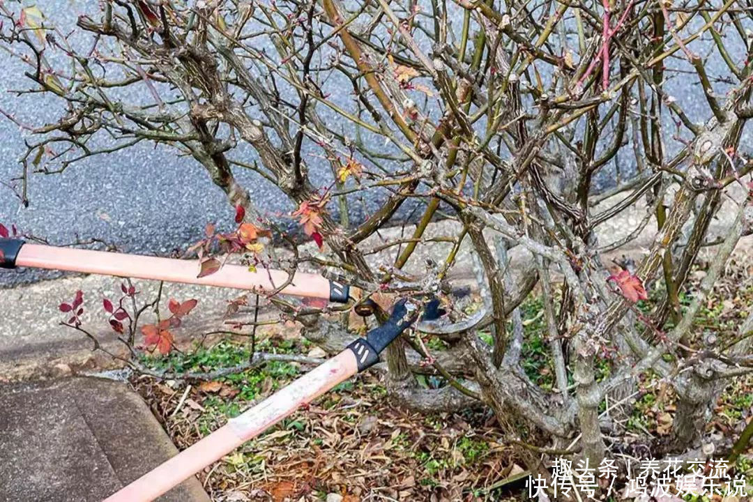 白粉病|每年剪几次,喷点药,月季可保持经常开花,不怕黄叶和感染病虫害