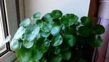  水杨酸|养花也要用点药，每次只需1粒，不黄叶，不烂根，新叶蹭蹭长