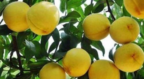 安神助眠|女人想要身體好,常吃以下食物,排出毒素,凈化血液,安神助眠