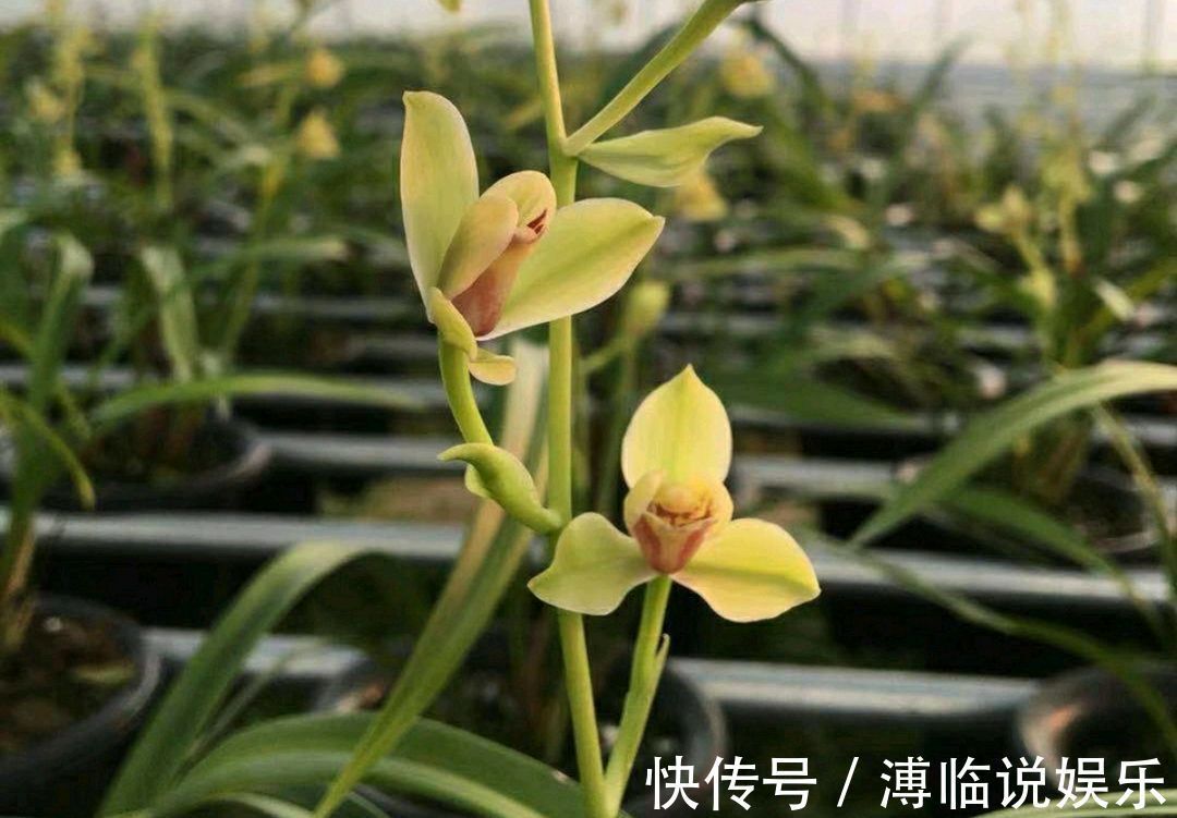 水晶头|花300块买的建兰夏皇梅开花了，虽然只有一箭，不过好美好香哦