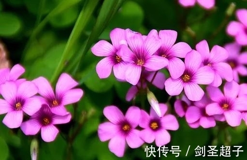 花花瓣|最有仙气的4种花，迷人的花朵，花开就爆盆，漂亮又好养