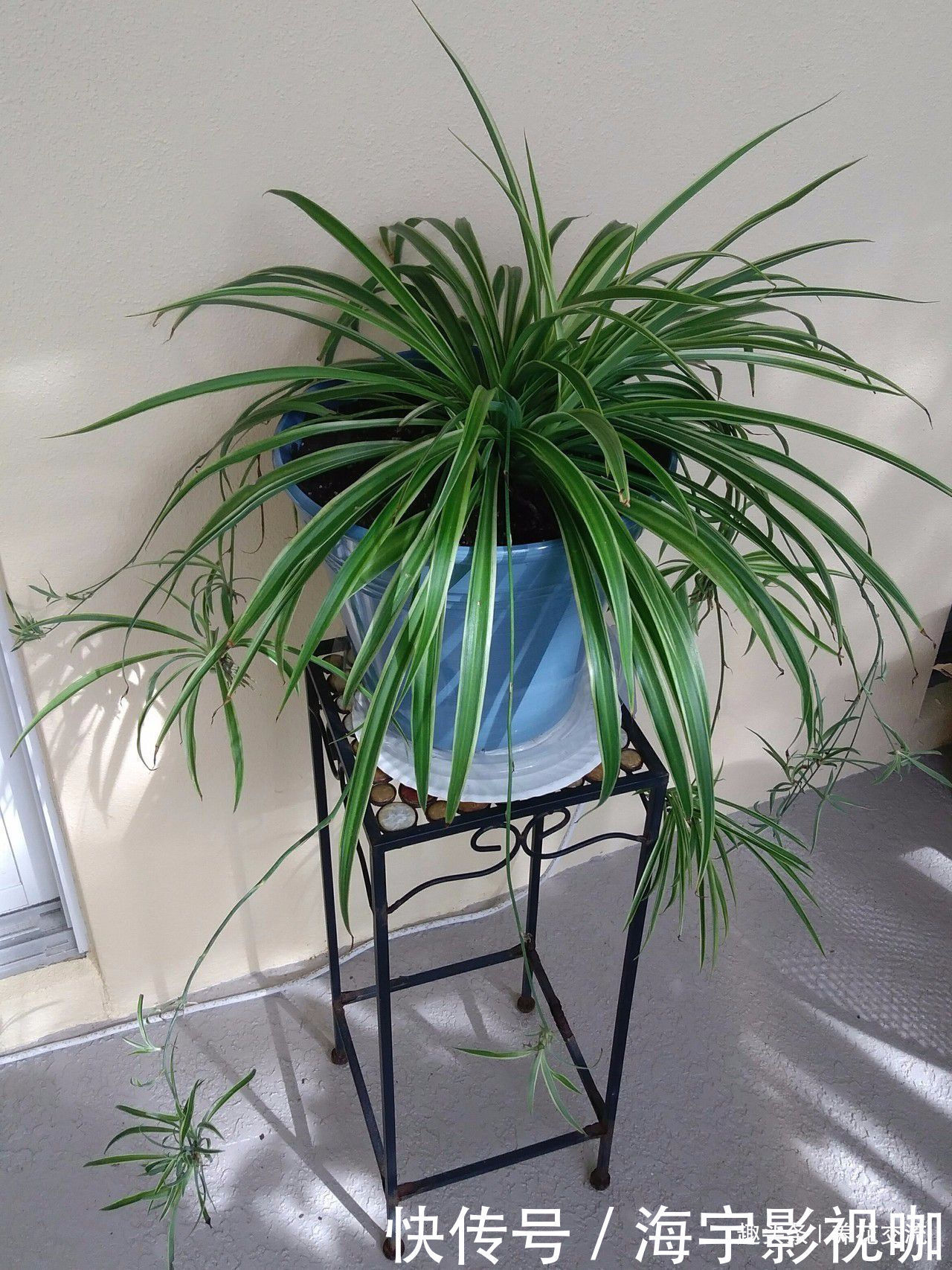 两个月|吊兰剪下来的侧枝,养两个月根系就长满盆,逼着我给它换盆