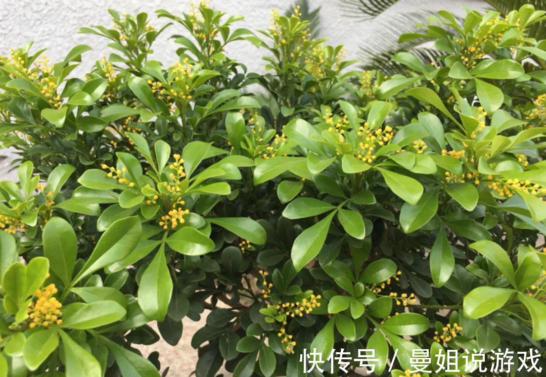 米兰这么养,疯狂冒新叶,开花香又多